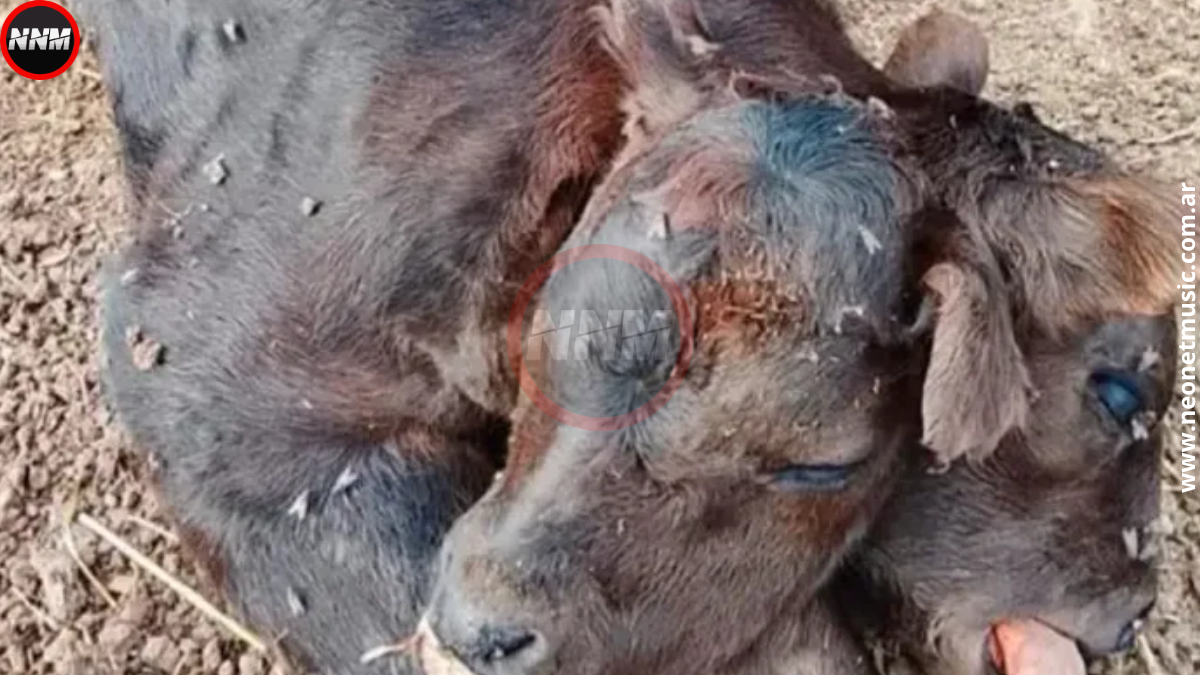 Nace ternero con dos cabezas en Entre Ríos
